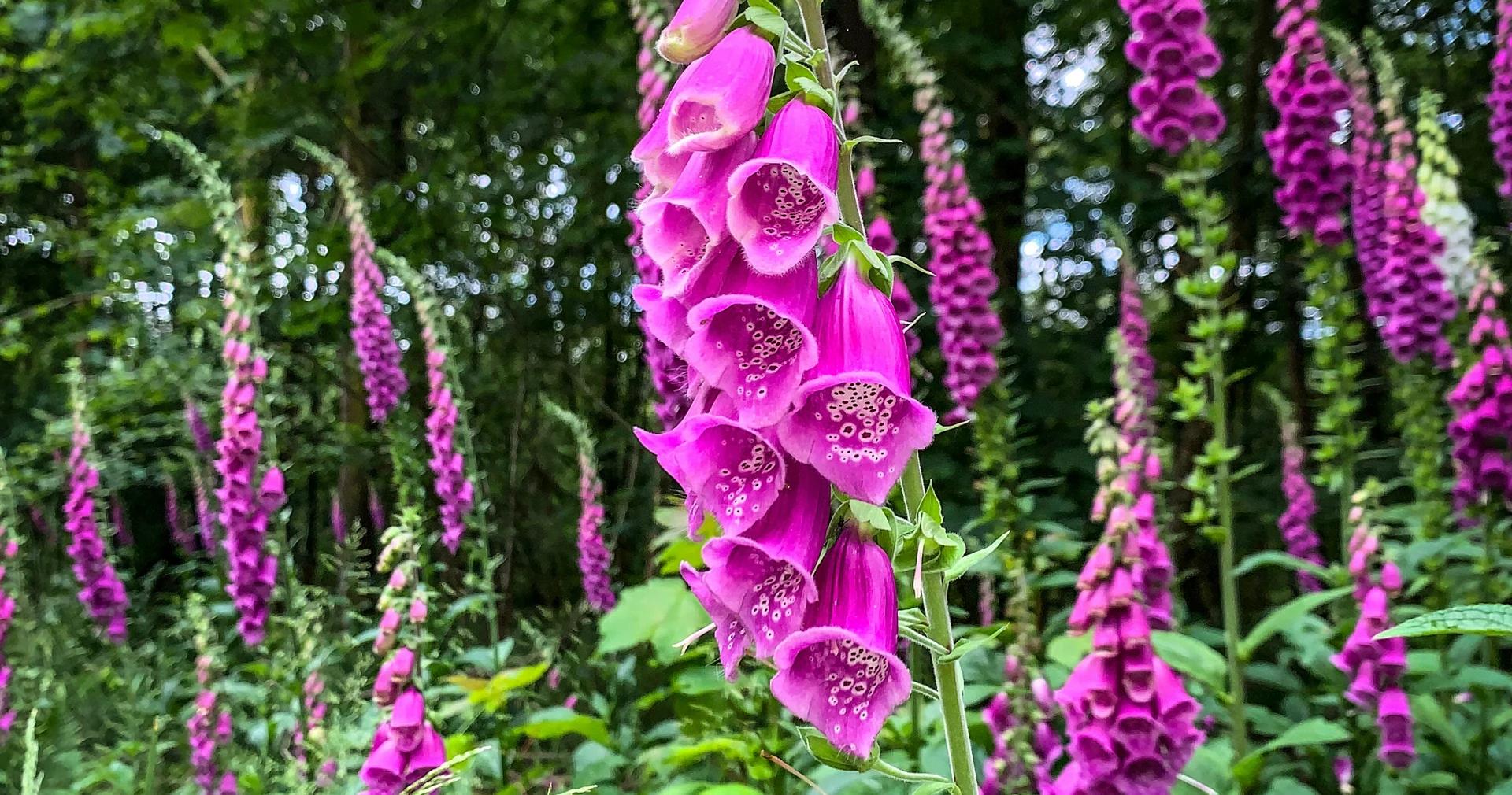 Plantes toxiques à surveiller